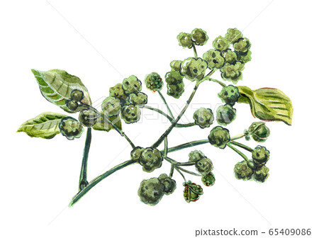 Sichuan pepper, raster illustration Sichuan pepper, raster illustration 65409086
