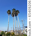 濟州島棕櫚樹 65409206
