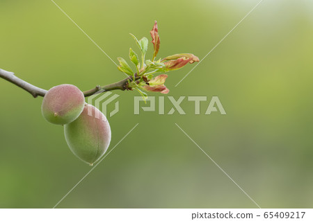 Plum fruit Plum fruit 65409217