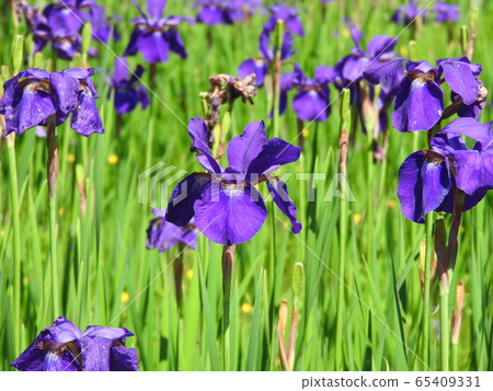 Iris Iris 65409331