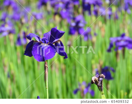 Iris Iris 65409332