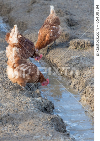 Brown chickens live outdoors at bio poultry farm Brown chickens live outdoors at bio poultry farm 65409594