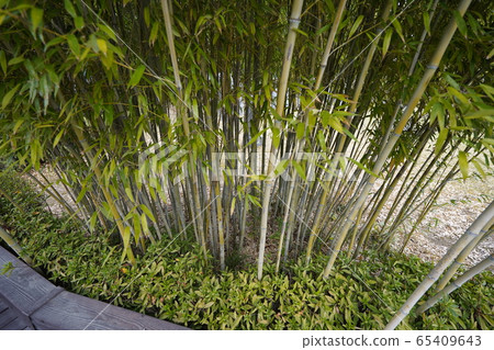 丹陽竹博物館竹 丹陽竹博物館竹 65409643