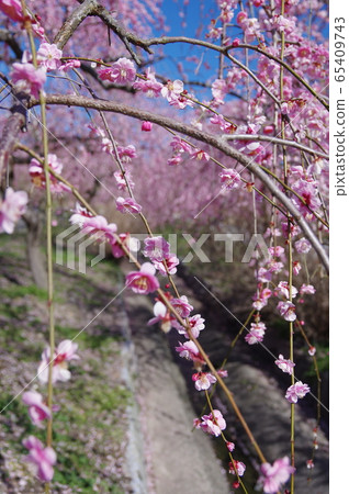 Inabe City Bairin Park Inabe City Bairin Park 65409743