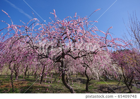 Inabe City Bairin Park Inabe City Bairin Park 65409748