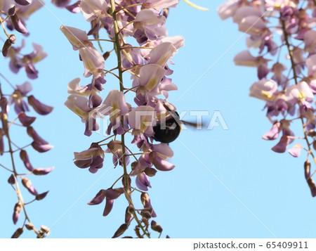 Wisteria flowers and wasps Wisteria flowers and wasps 65409911