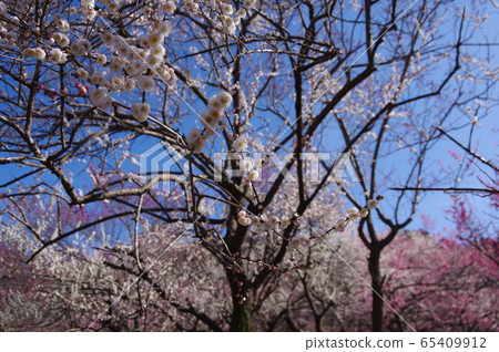 Inabe City Bairin Park 65409912