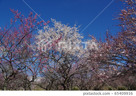 Inabe City Bairin Park 65409916