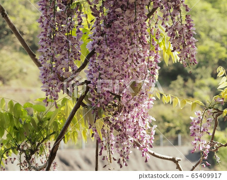 Fuji no Satoyama wisteria wisteria wisteria Fuji no Satoyama wisteria wisteria wisteria 65409917