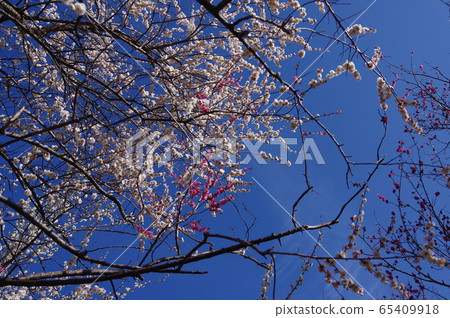 Inabe City Bairin Park 65409918