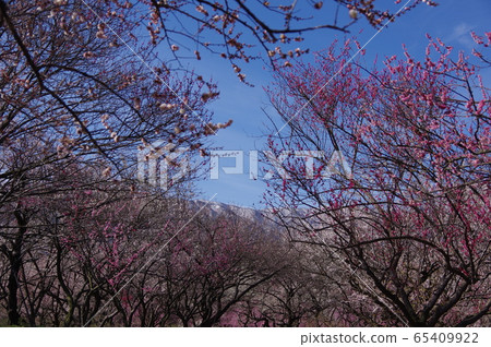 Inabe City Bairin Park 65409922