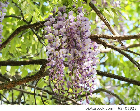 Fuji no Satoyama wisteria wisteria wisteria Fuji no Satoyama wisteria wisteria wisteria 65409923