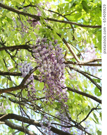 Fuji no Satoyama wisteria wisteria wisteria Fuji no Satoyama wisteria wisteria wisteria 65409929