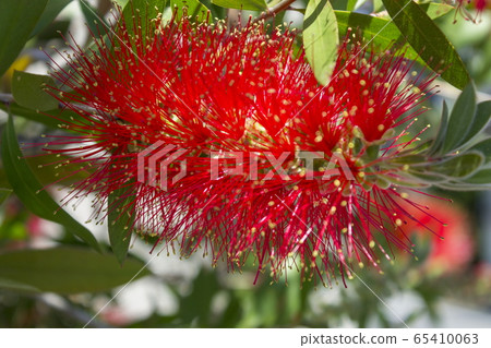 Flower _ Hanamaki 65410063