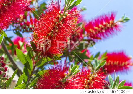 Flower _ Hanamaki 65410064