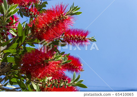 Flower _ Hanamaki 65410065