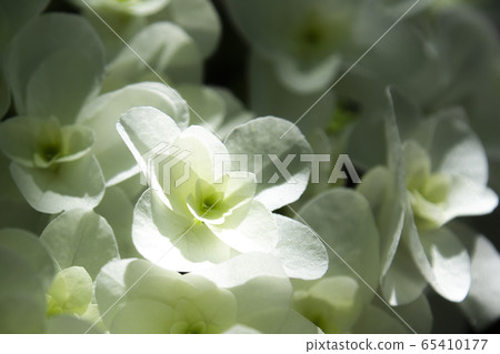 繡球花繡球花 65410177