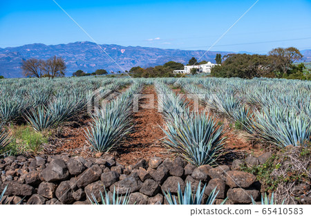 Blue Agave field in Tequila, Jalisco, Mexico. 65410583