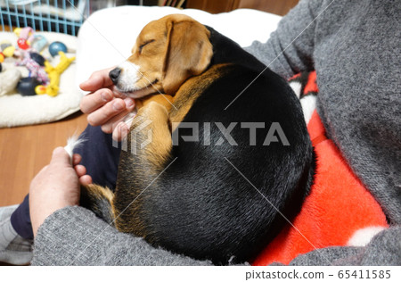 比格犬室內狗中型犬小狗小狗睡覺臉 65411585