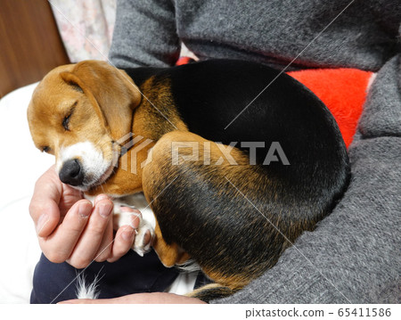 比格犬室內狗中型犬小狗小狗睡覺臉 照片素材 圖片 圖庫