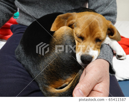 比格犬室內狗中型犬小狗小狗睡覺臉 比格犬室內狗中型犬小狗小狗睡覺臉 65411587