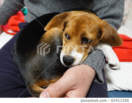 比格犬室內狗中型犬幼犬幼犬護目鏡 比格犬室內狗中型犬幼犬幼犬護目鏡 65411588