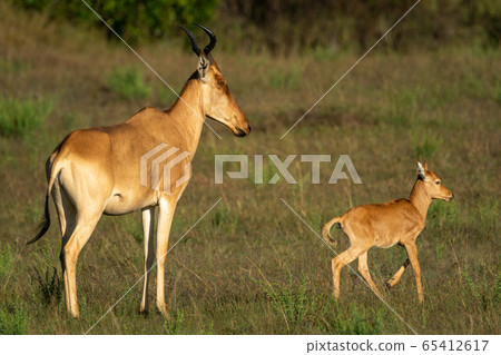 Young hartebeest leaves mother in sunlit savannah 65412617