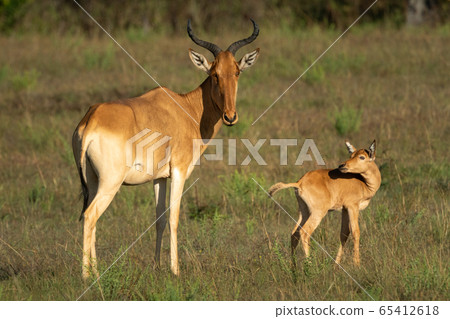 Young hartebeest turns to mother in grass 65412618