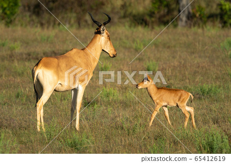 Young hartebeest approaches mother in sunlit 65412619