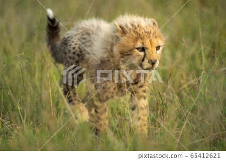 Young cheetah cub walks through long grass Young cheetah cub walks through long grass 65412621