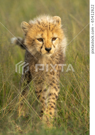 Young cheetah cub stands in long grass 65412622