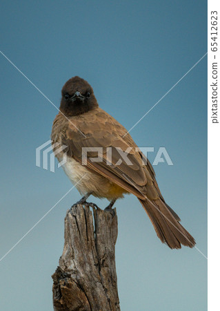 Yellow-vented bulbul on wooden post eyeing camera 65412623