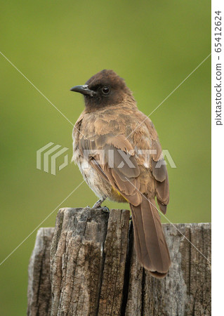 Yellow-vented bulbul on wooden post turning head Yellow-vented bulbul on wooden post turning head 65412624
