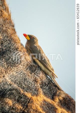 Yellow-billed oxpecker on shoulder of Masai 65412639