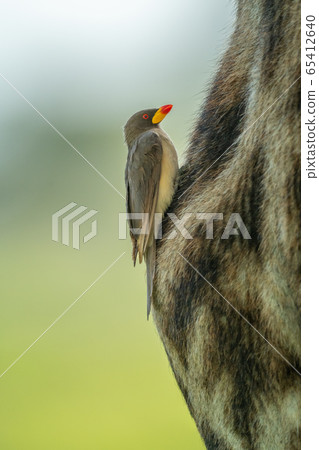Yellow-billed oxpecker on leg of Masai giraffe 65412640