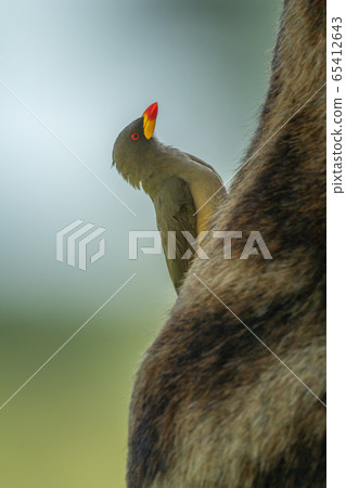Yellow-billed oxpecker looking up on Masai giraffe 65412643