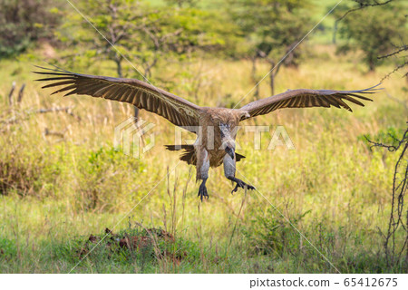 White-backed vulture lands in grass in shade White-backed vulture lands in grass in shade 65412675