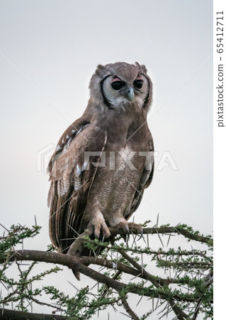 Verreaux eagle-owl on thorny branch looking right Verreaux eagle-owl on thorny branch looking right 65412711