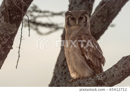 Verreaux eagle-owl perched on branch looking down Verreaux eagle-owl perched on branch looking down 65412712