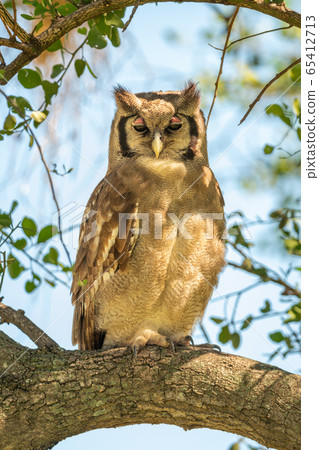 Verreaux eagle-owl on branch in dappled sunlight Verreaux eagle-owl on branch in dappled sunlight 65412713