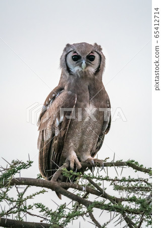 Verreaux eagle-owl on branch looking at camera Verreaux eagle-owl on branch looking at camera 65412714