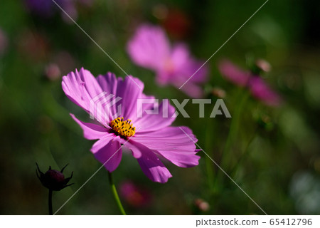 Autumn cherry blossoms Autumn cherry blossoms 65412796