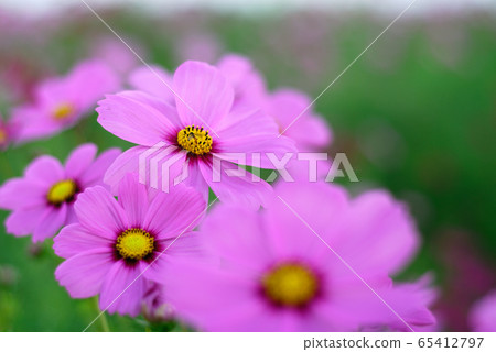 Autumn cherry blossoms Autumn cherry blossoms 65412797