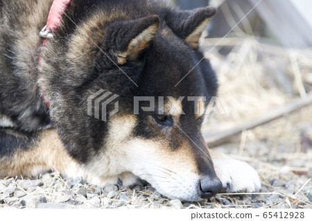 Your dog's prone 65412928