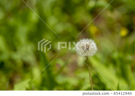 蒲公英的絨毛 蒲公英的絨毛 65412940