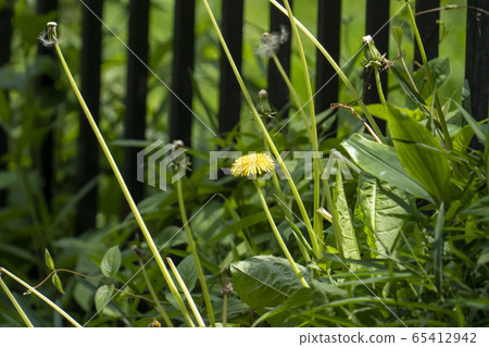 Dandelion blooming with only one delay 65412942
