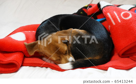比格犬室內狗中型犬小狗小狗 比格犬室內狗中型犬小狗小狗 65413244