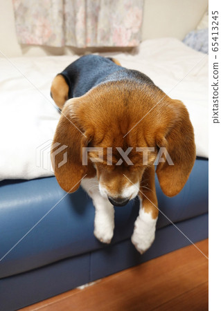 比格犬室內狗中型犬小狗小狗 比格犬室內狗中型犬小狗小狗 65413245