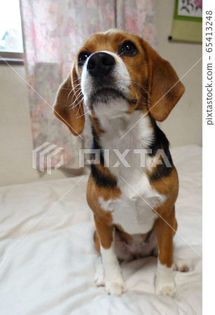 比格犬室內狗中型犬小狗小狗 比格犬室內狗中型犬小狗小狗 65413248