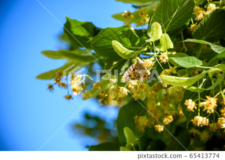 flowers blossoming tree linden wood, used for the 65413774